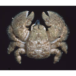 <em>Lomis hirta</em> (Lamarck, 1818), Hairy Stone Crab