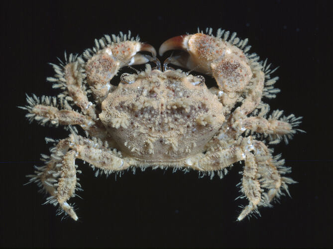 Tasselled Crab against black background