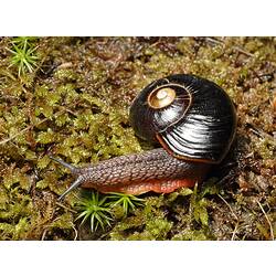 <em>Victaphanta atramentaria</em> (Shuttleworth, 1852), Orange Foot Snail