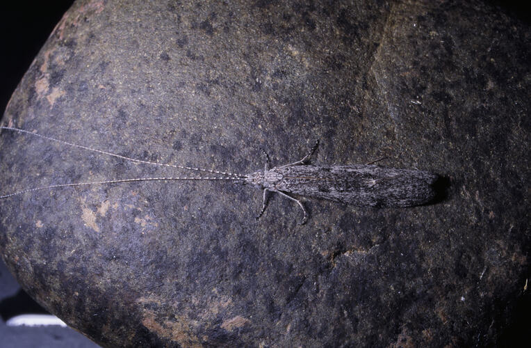 An insect with grey wings, a Caddisfly, on a rock.