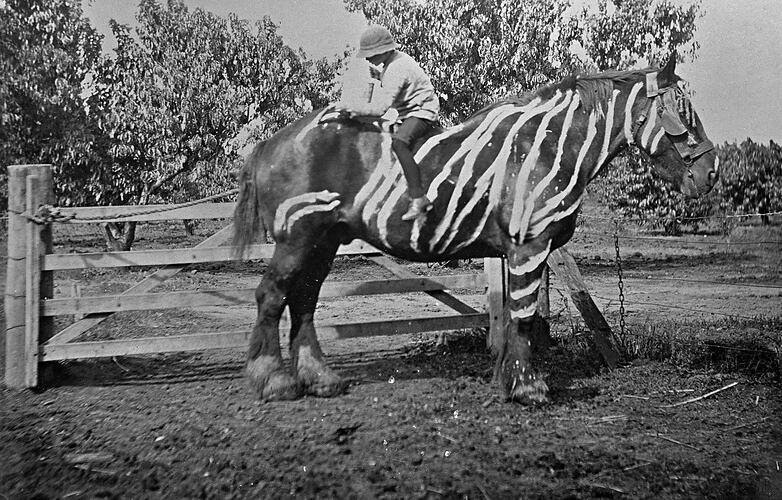 Boy painting zebra lines on a horse. He sits astride the horse, facing backwards.