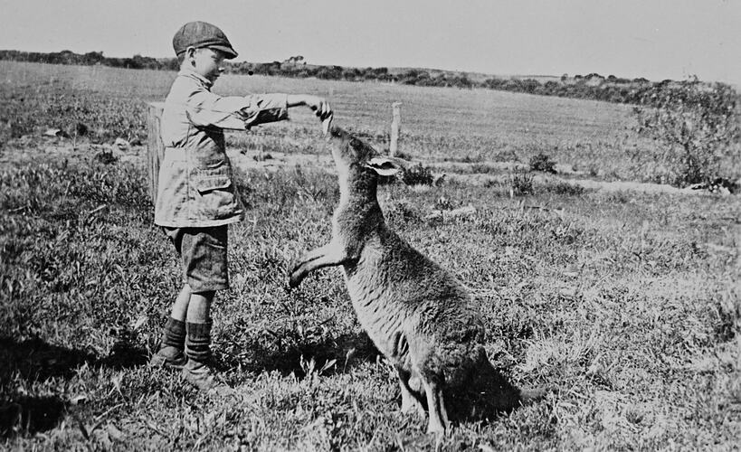 Boy feeding a kangaroo in a paddock.