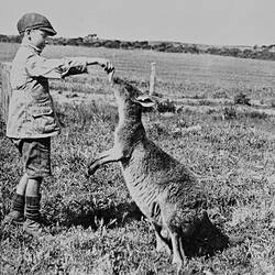Boy feeding a kangaroo in a paddock.