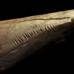 Extinct mammal incisor with scratches.
