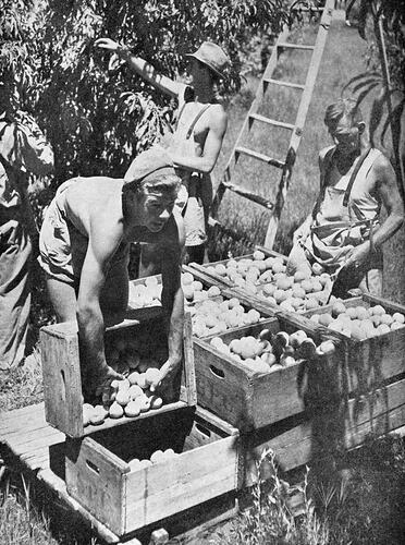 Picking Peaches in the Goulburn Valley from Australia Today, 27 Oct 1947