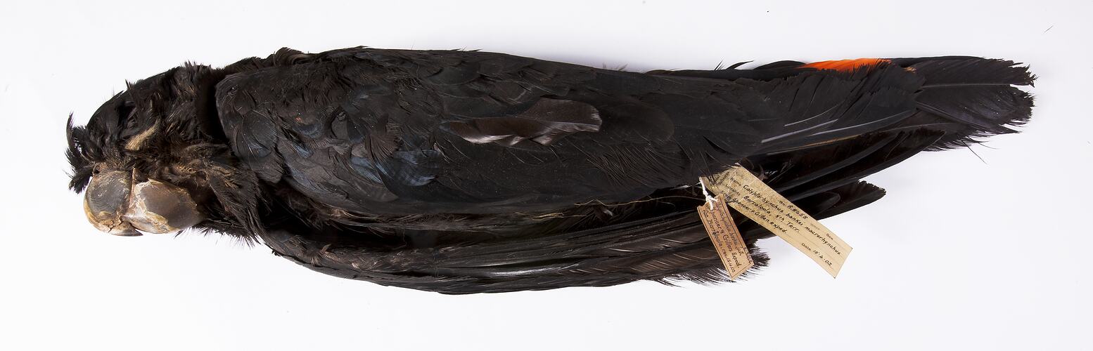Dry bird skin specimen with labels.