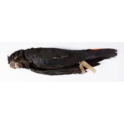 Dry bird skin specimen with labels.
