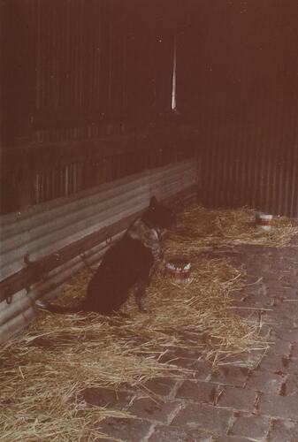 Dog Yard, Newmarket Saleyards, Sept 1985