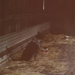Digital Photograph - Dog Yard, Newmarket Saleyards, Newmarket, Sep 1985