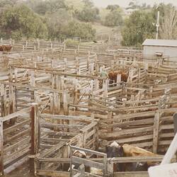 Digital Photograph - Loading Out Yards, Newmarket Saleyards, Newmarket, Sep 1985