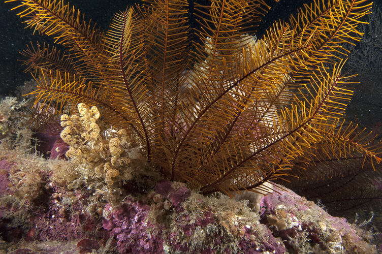 Feather star on a reef.