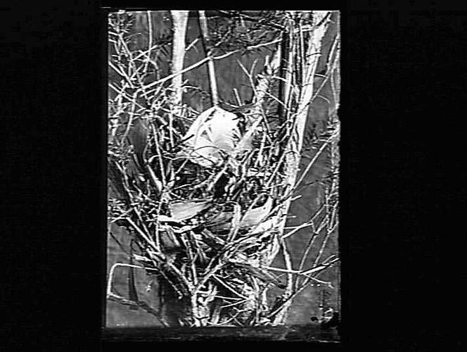 Nest in branches.