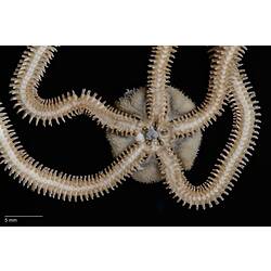 Ventral view of brown brittle star.