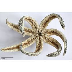 Yellow and black sea star with seven thin, curved arms, ventral view.