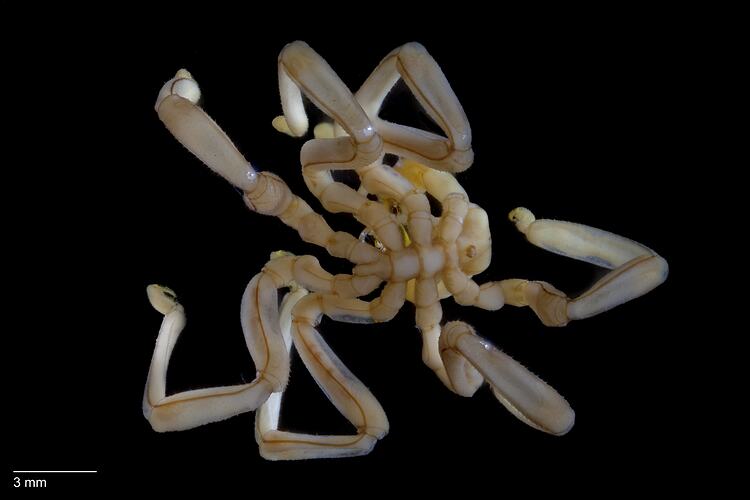 Sea spider, <em>Pseudopallene ambigua</em>.