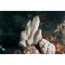 White, cathedral-shaped sponge on seabed.