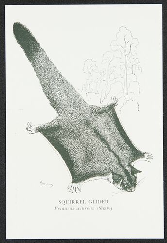 Postcard - Squirrel Glider, National Museum Victoria, crica 1950