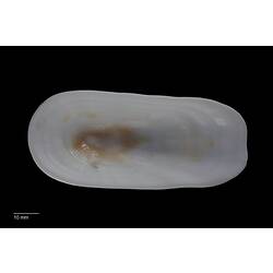 Interior view of white, rectangular-shaped gastropod shell.