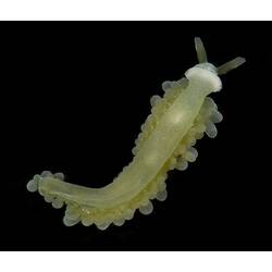 Ventral view of yellow sea slug.