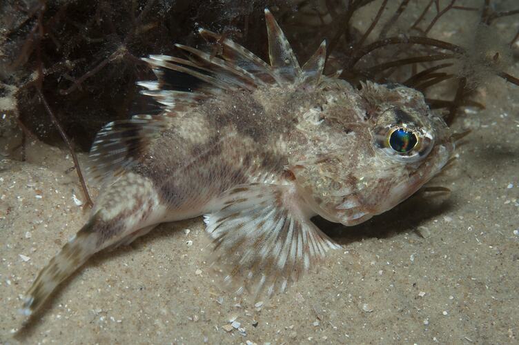 <em>Maxillicosta scabriceps</em>, Little Gurnard Perch. St Leonard's Jetty, Port Phillip, Victoria.