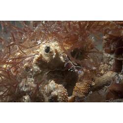 Order Decapoda, decapod. St Leonards Jetty, Port Phillip, Victoria.