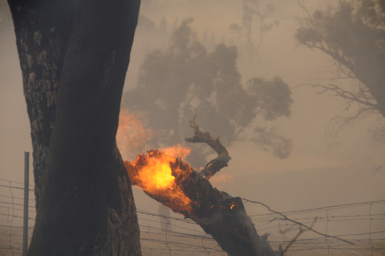 Digital Photograph - 'Trees Ablaze (2)', Black Saturday Bushfires, Strathewen, Victoria, 7 Feb 2009.