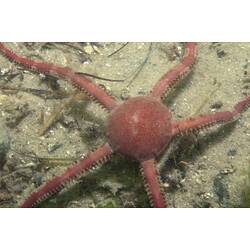 Orange brittle star on muddy seabed.