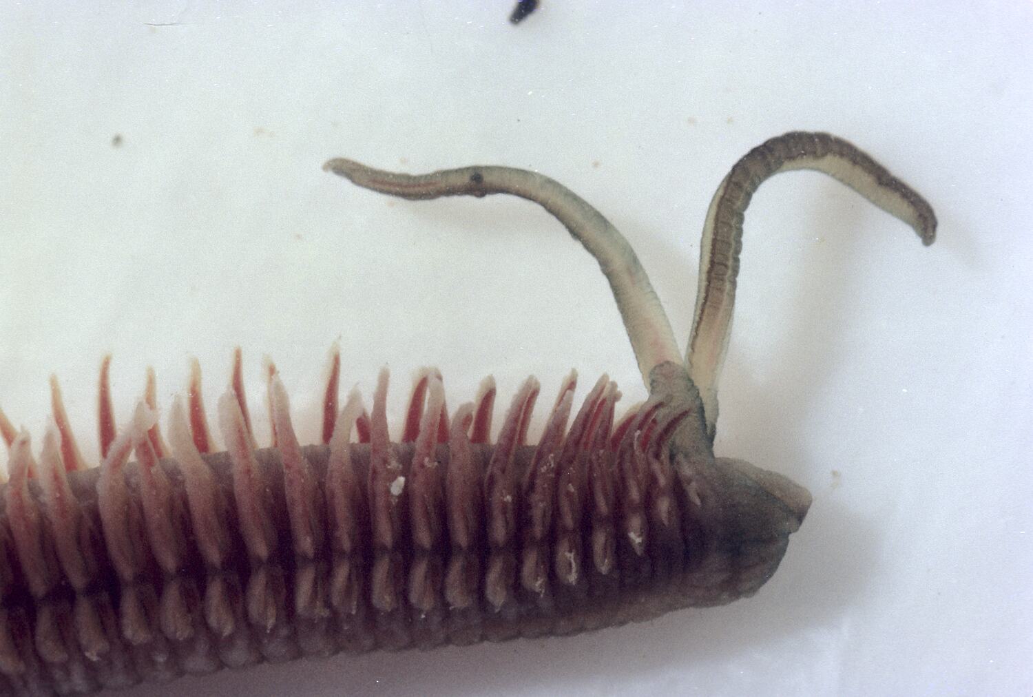 Slide Worm, Garden Cove, Macquarie Island, Tasmania, Dec 1959