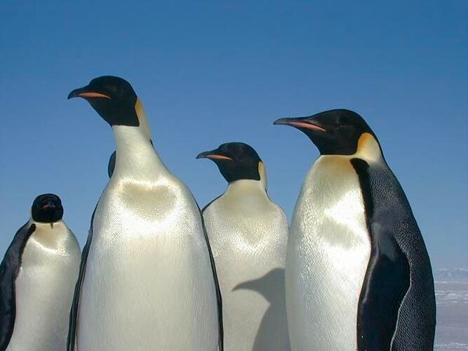 <em>Aptenodytes forsteri</em>, Emperor Penguins.
