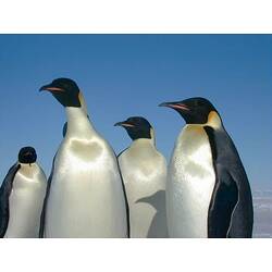 <em>Aptenodytes forsteri</em>, Emperor Penguin