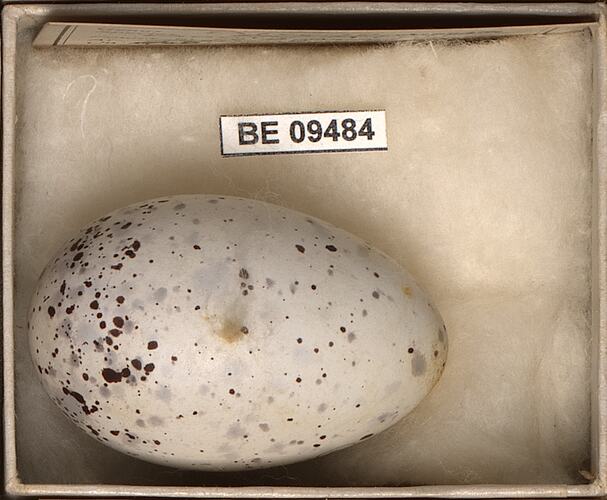 Bird egg with specimen labels in box.