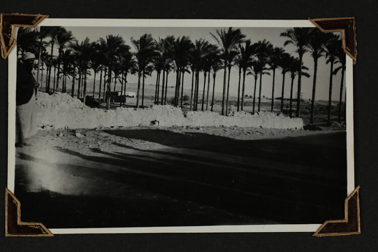 Landscape view if long dirt wall-like structure with row of palm trees in background.