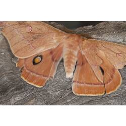 Large orange moth with fuuzy antennae, wings spread on bark.