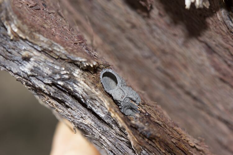 Order Hymenoptera, wasp, nest. Black Range State Forest, Victoria.