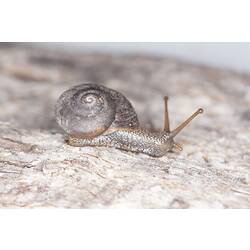 <em>Chloritobadistes</em> sp., snail. Grampians National Park, Victoria.