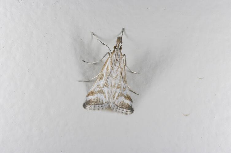 <em>Sedenia rupalis</em>, Crambid moth. Grampians National Park, Victoria.