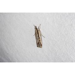 <em>Ardozyga sp.</em>, moth. Grampians National Park, Victoria.