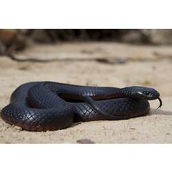 <em>Pseudechis porphyriacus</em>, Red-bellied Black Snake. Grampians National Park, Victoria.