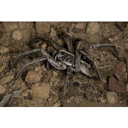 Family Lycosidae, wolf spider. Grampians National Park, Victoria.