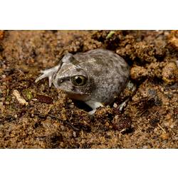 Cream, brown coloured frog, half buried in soil.