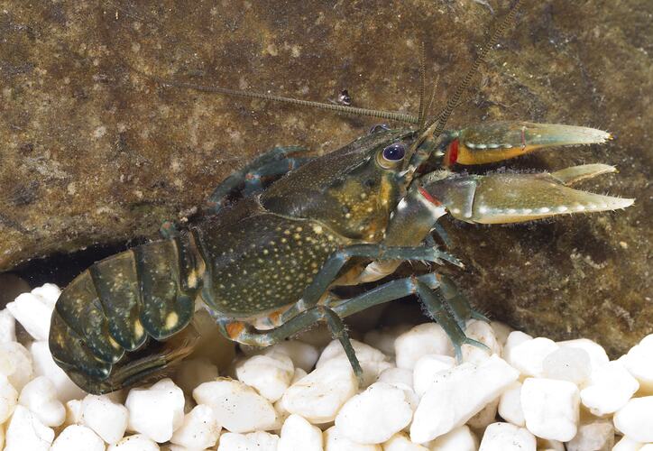 Green and blue coloured crayfish on white pebbles.