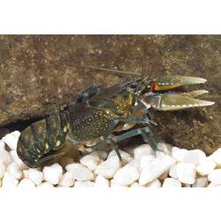 Green and blue coloured crayfish on white pebbles.