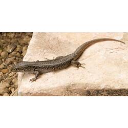 Brown spotted skink on rock.