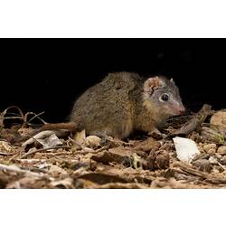 Antechinus on dirt viewed from side.