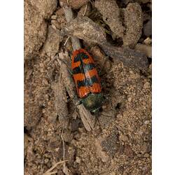 Jewel Beetle.