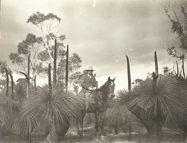 Stockman in hat on horse, among grass trees.