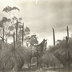 Digital Photograph - Stockman on Horse among Grass Trees, St Margaret Island, circa 1910