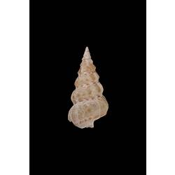 <em>Plesiotrochus monachus</em>, marine snail, shell.  Registration no. F 180057.