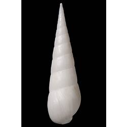 <em>Terebra albida</em>, auger shell, shell.  Registration no. F 178992.