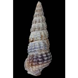<em>Zeacumantus diemenensis</em>, marine snail, shell.  Registration no. F 180058.